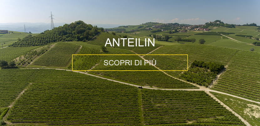 Vigna Anteilin Magliano Alfieri | Raffaele Gili Vini - Azienda